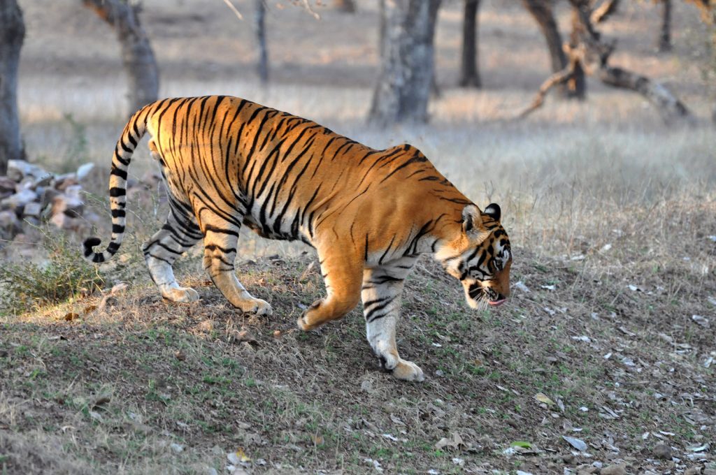 Wildlife in India | Rama Tours