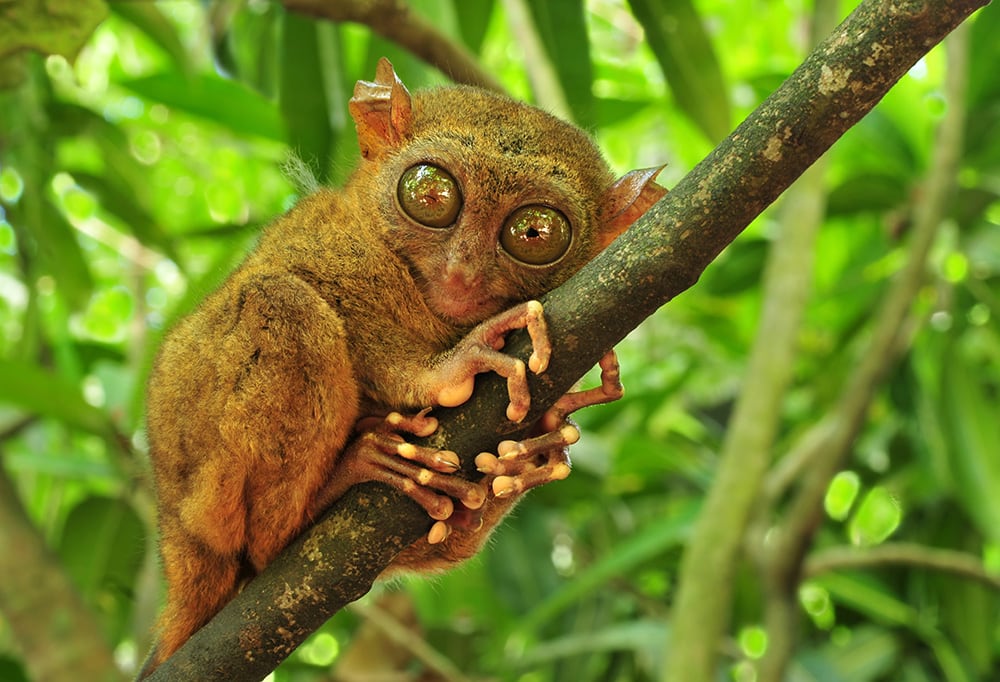 Tarsier aapjes Sulawesi | Rama Tours