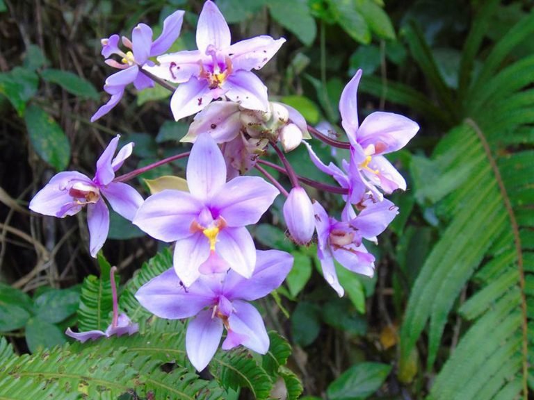Hoogtepunten | Rama Tours