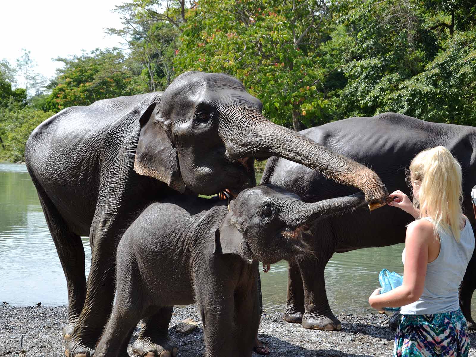 tips duurzaam toerisme olifanten wassen irene op sumatra