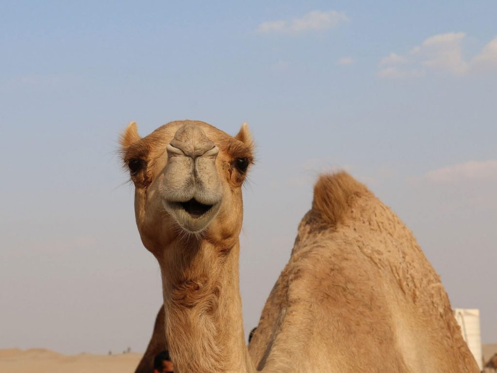 Hoogtepunten | Rama Tours