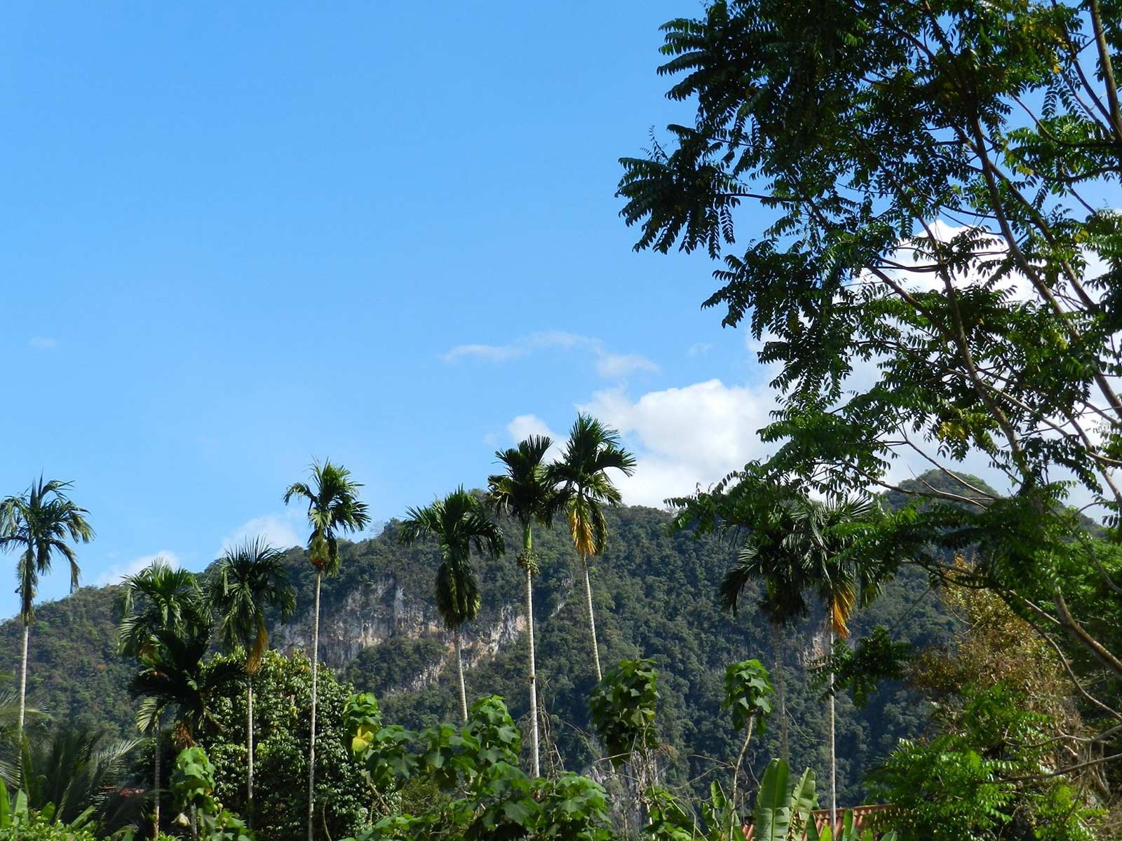 Khao Sok National Park - de jungle van Zuid-Thailand