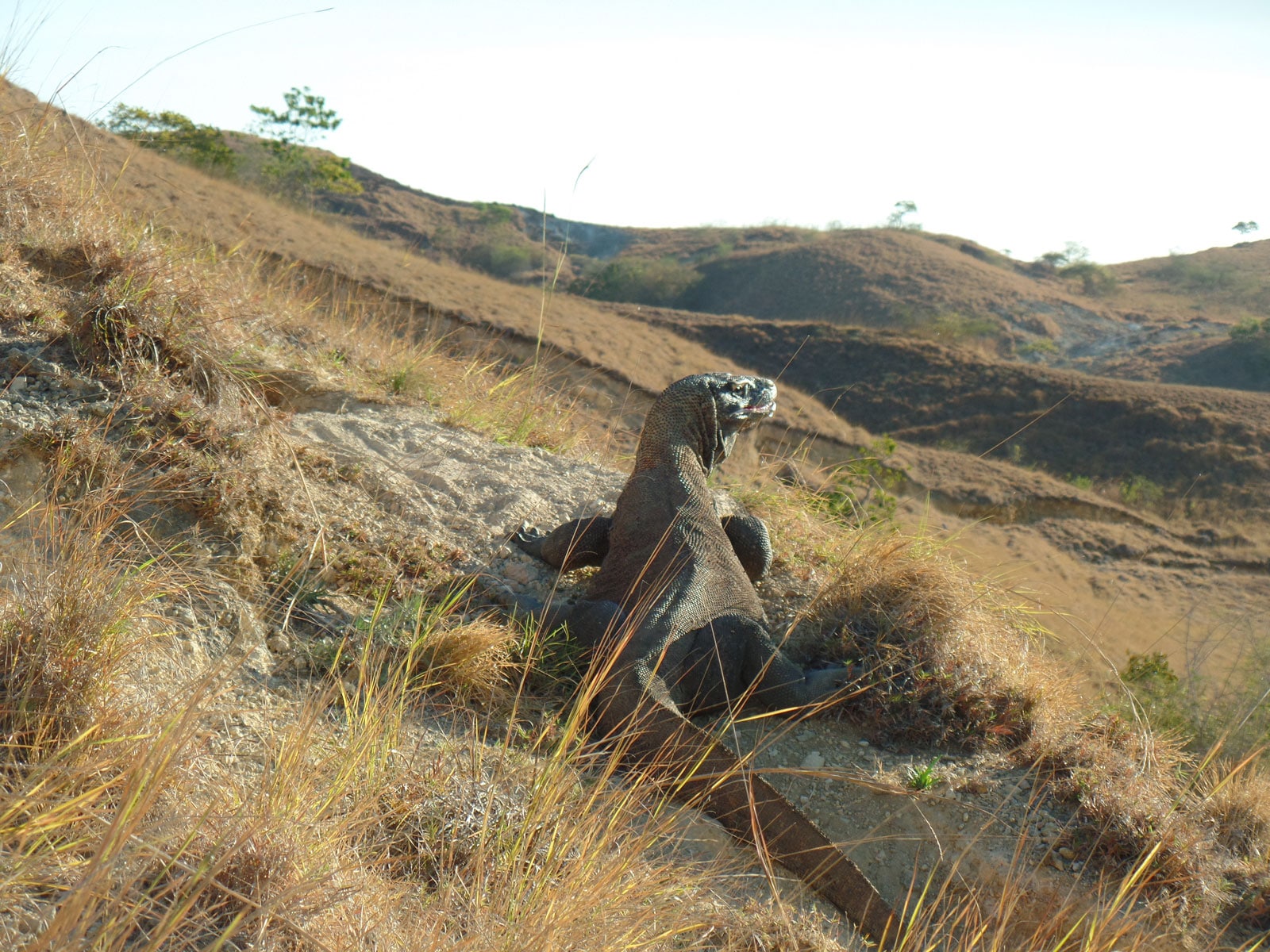 eilandhoppen flores en komodo eilandhoppen flores en komodo eilanden 9