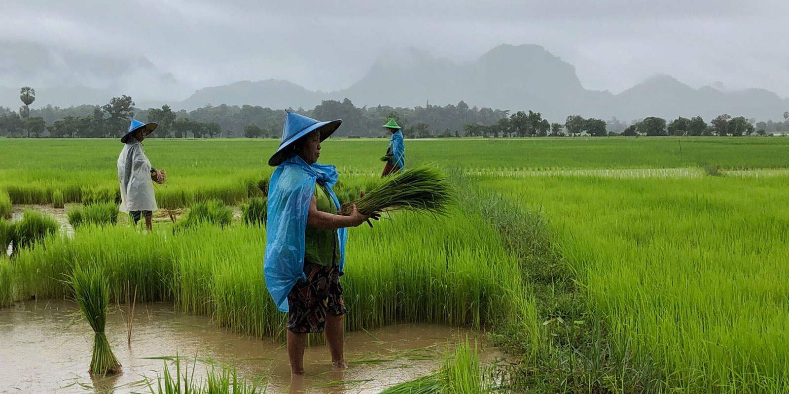 reisverslag myanmar blog lauren rijstvelden