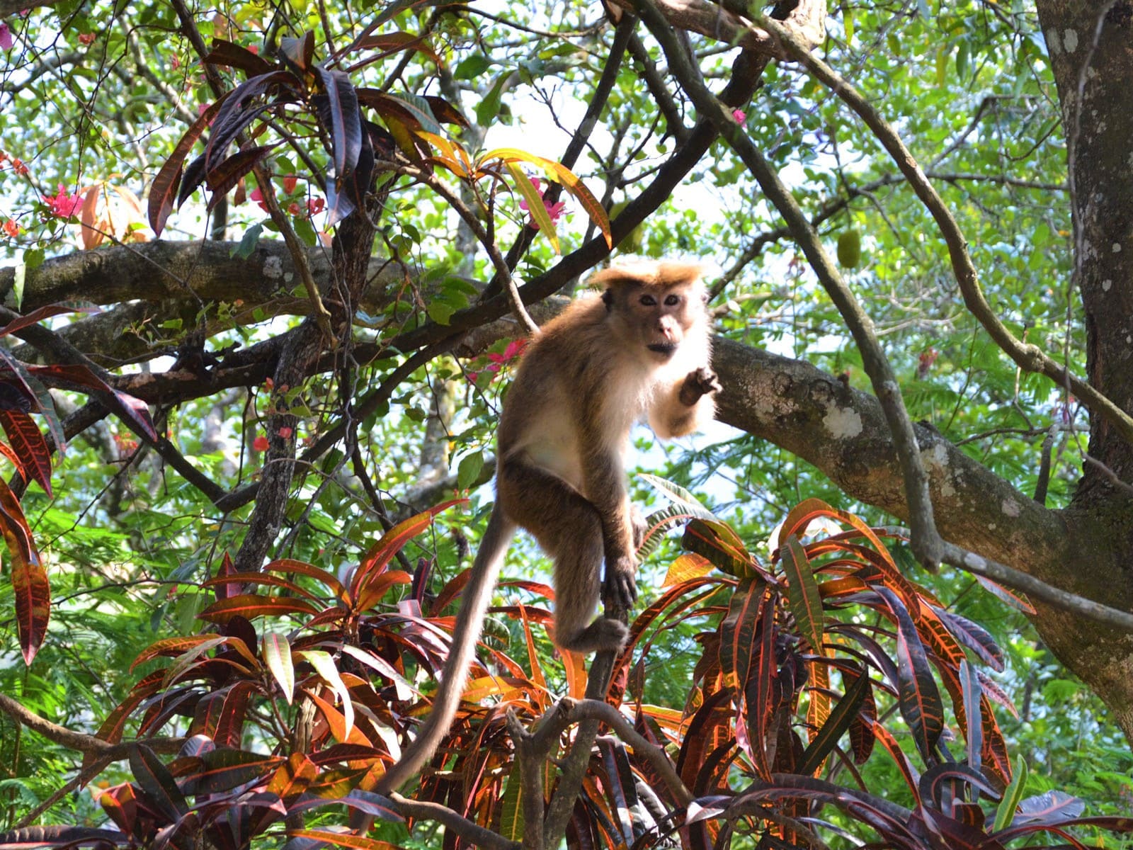 rondreis sri lanka sinharaja hoogtepunt blog