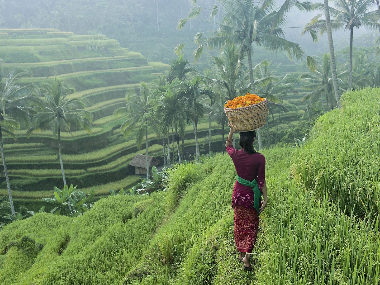 rondreis bali belimbing sawas rijstvelden blog