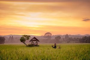 Rijstveld - Indonesië