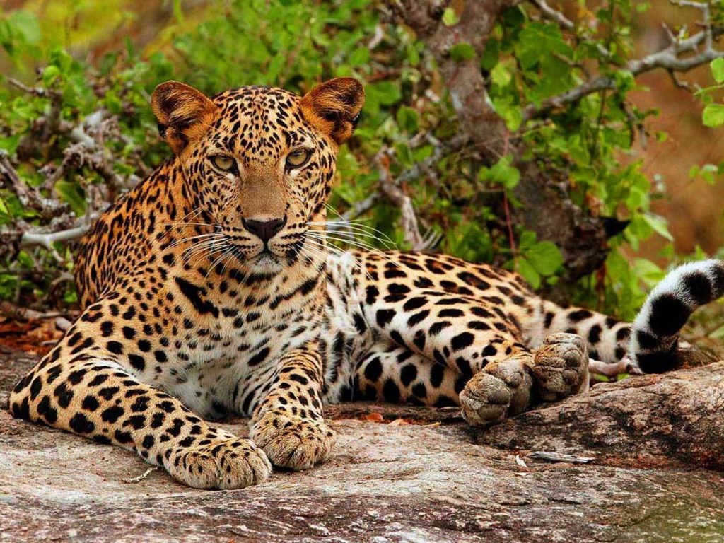 Tissamaharama en Yala National Park | Rama Tours