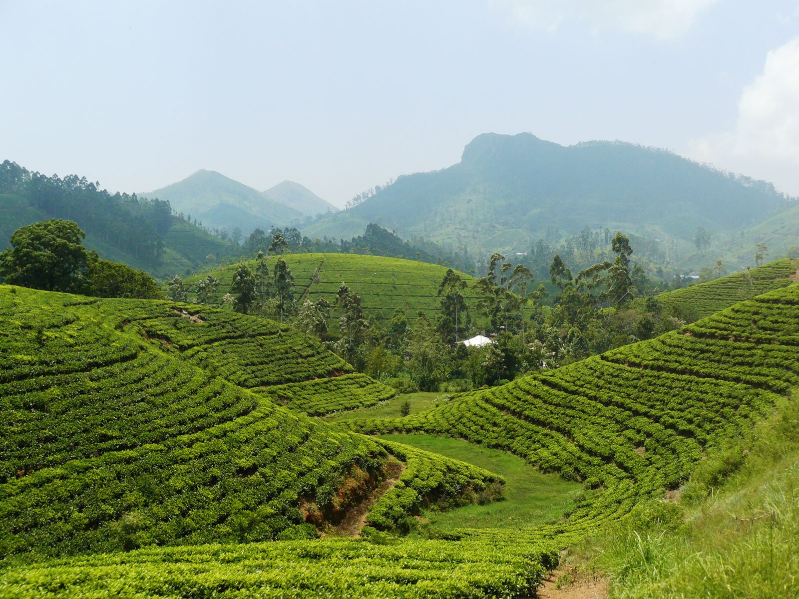 rondreis sri lanka nuwara eliya theeplantage
