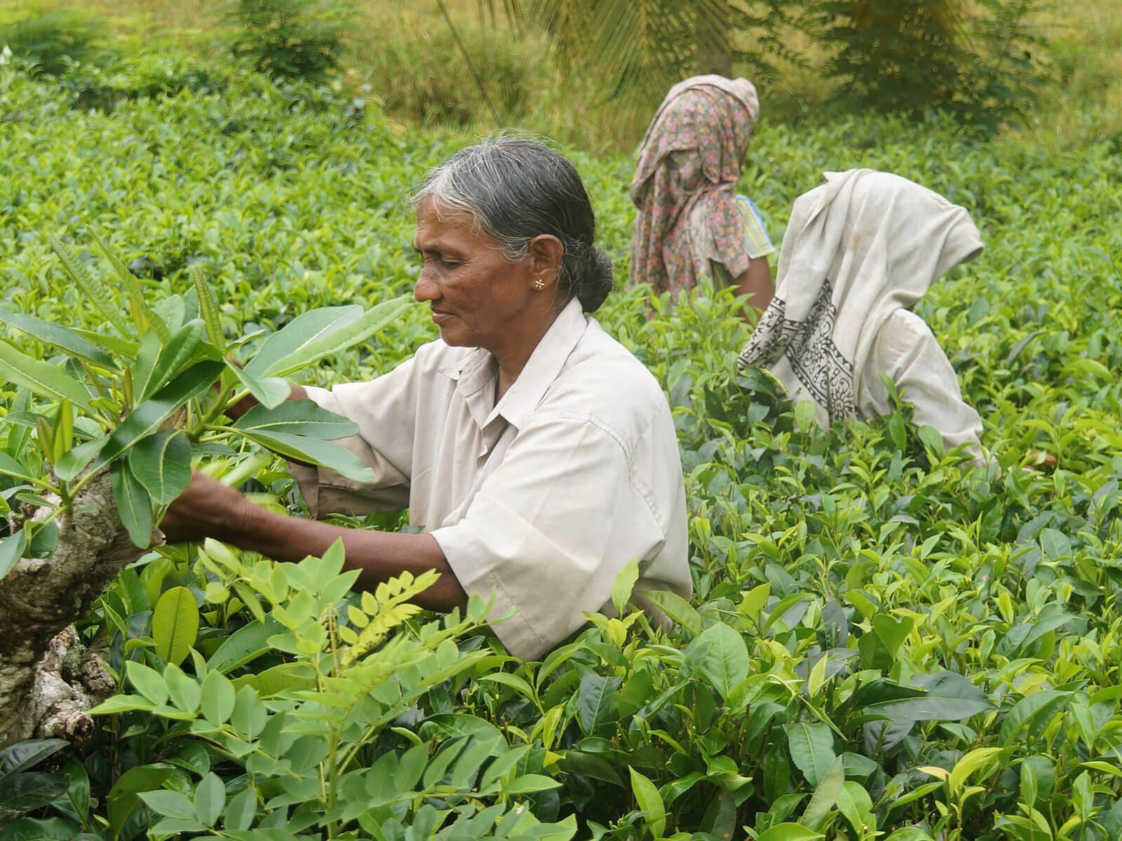 rondreis sri lanka nuwara eliya 17