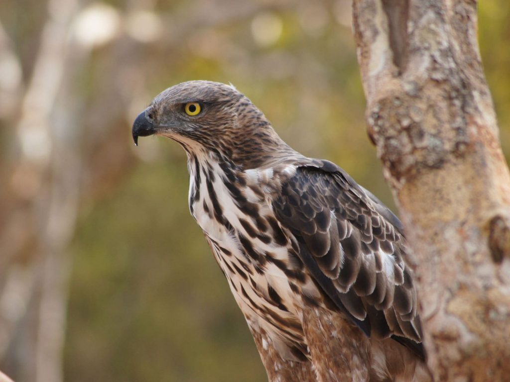 Wilpattu National Park | Rama Tours