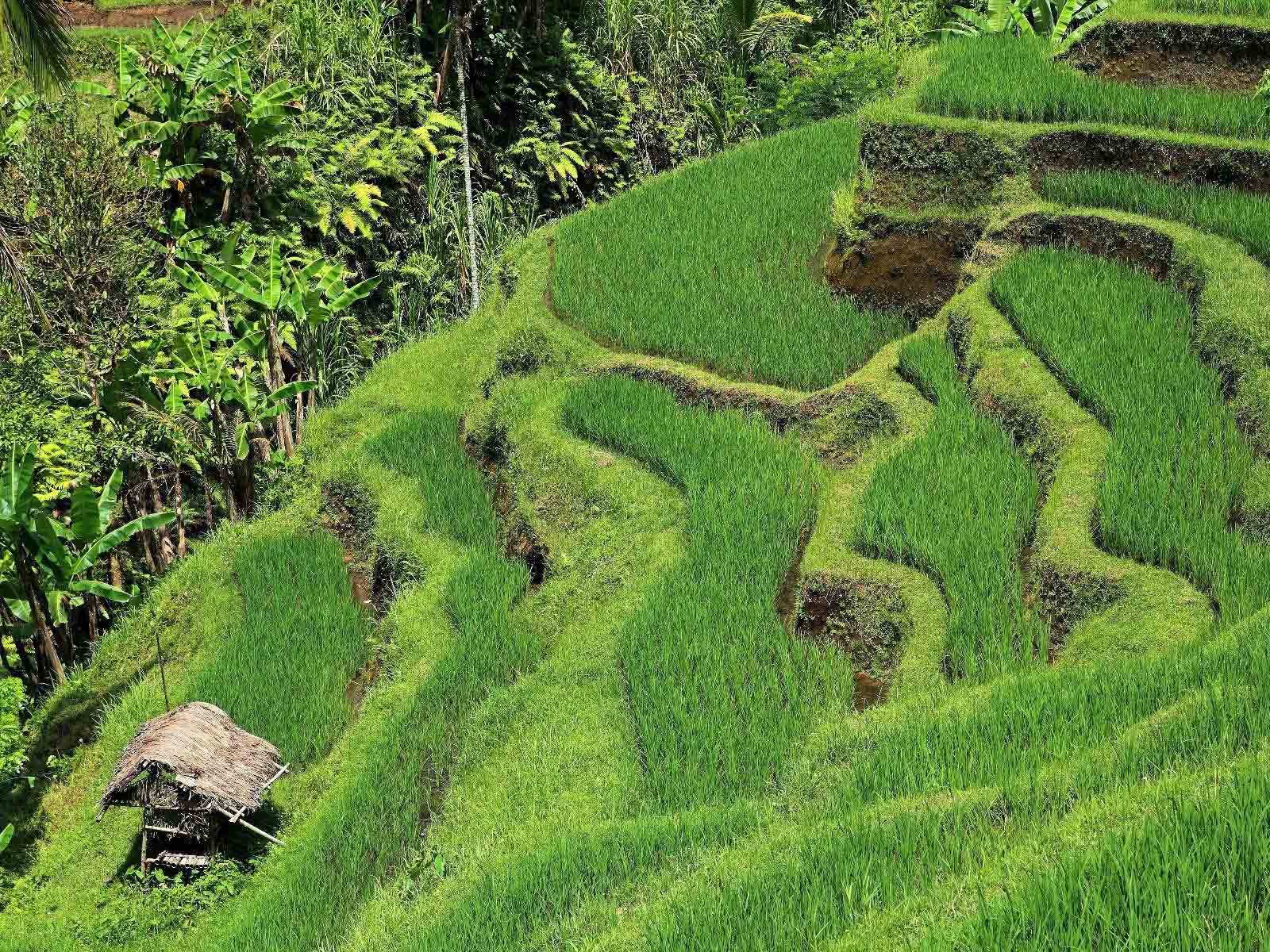 Rondreis Bali Munduk 7