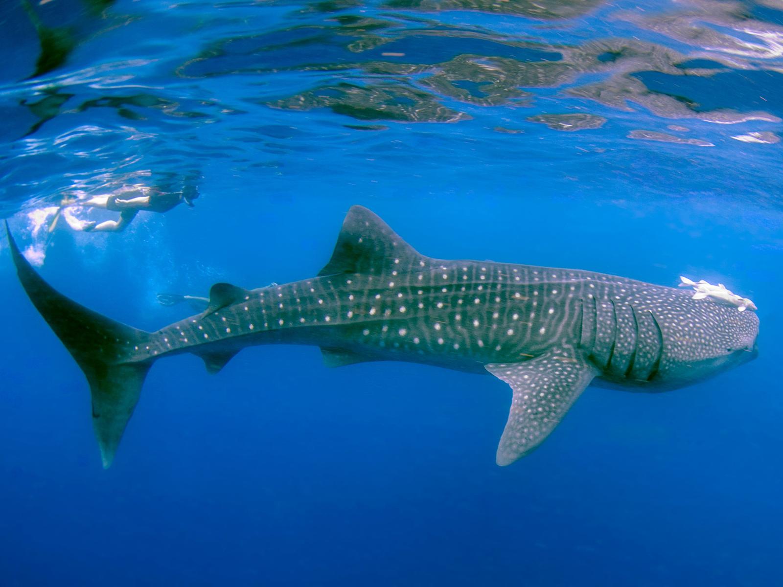 Rondreis Indonesië, Sumbawa, Kleine Sunda eilanden, Moyo island, whale shark