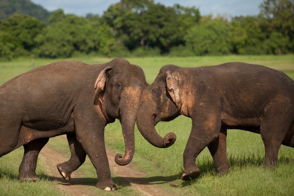 Familiereis Sri Lanka | Rama Tours