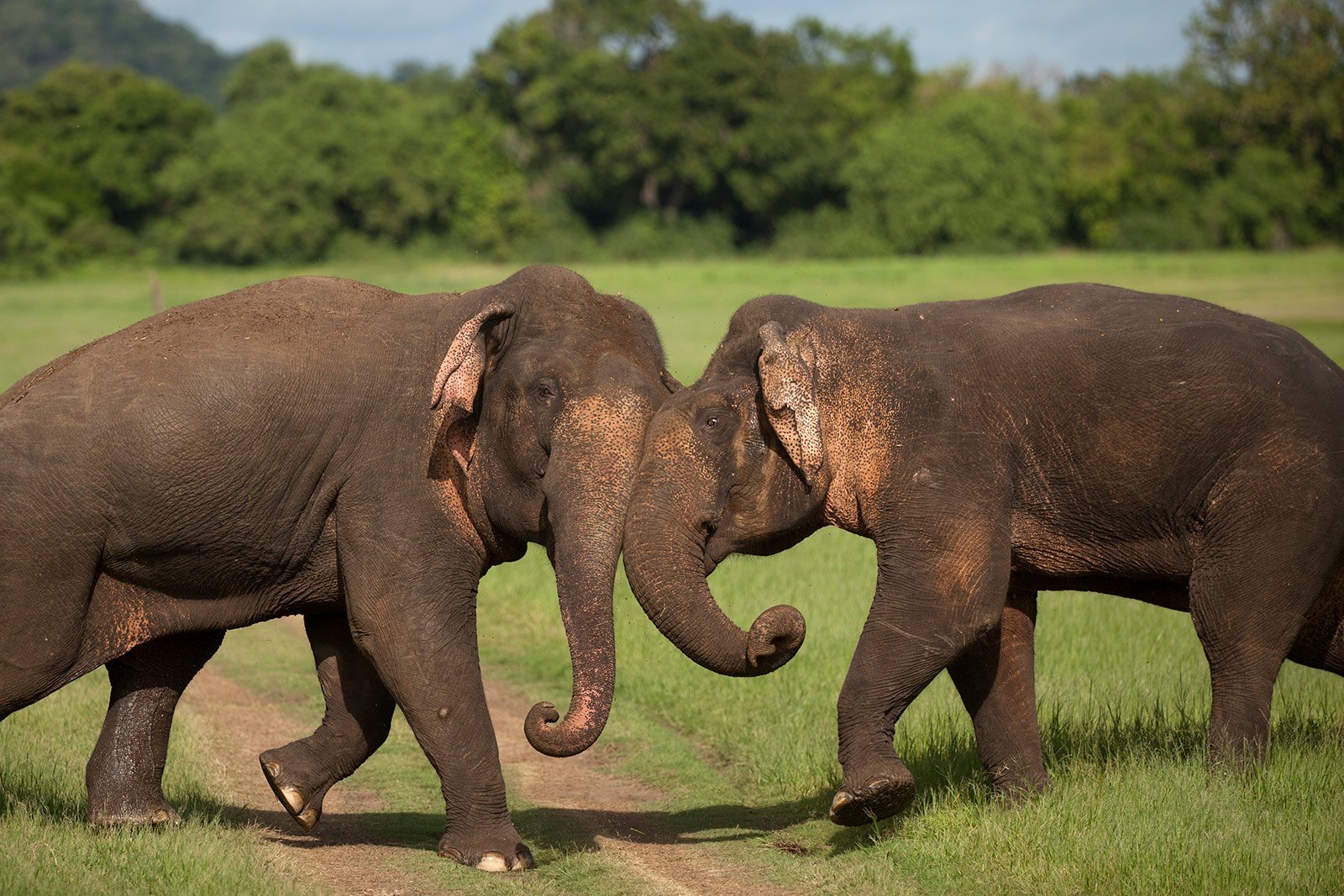 Sri Lanka