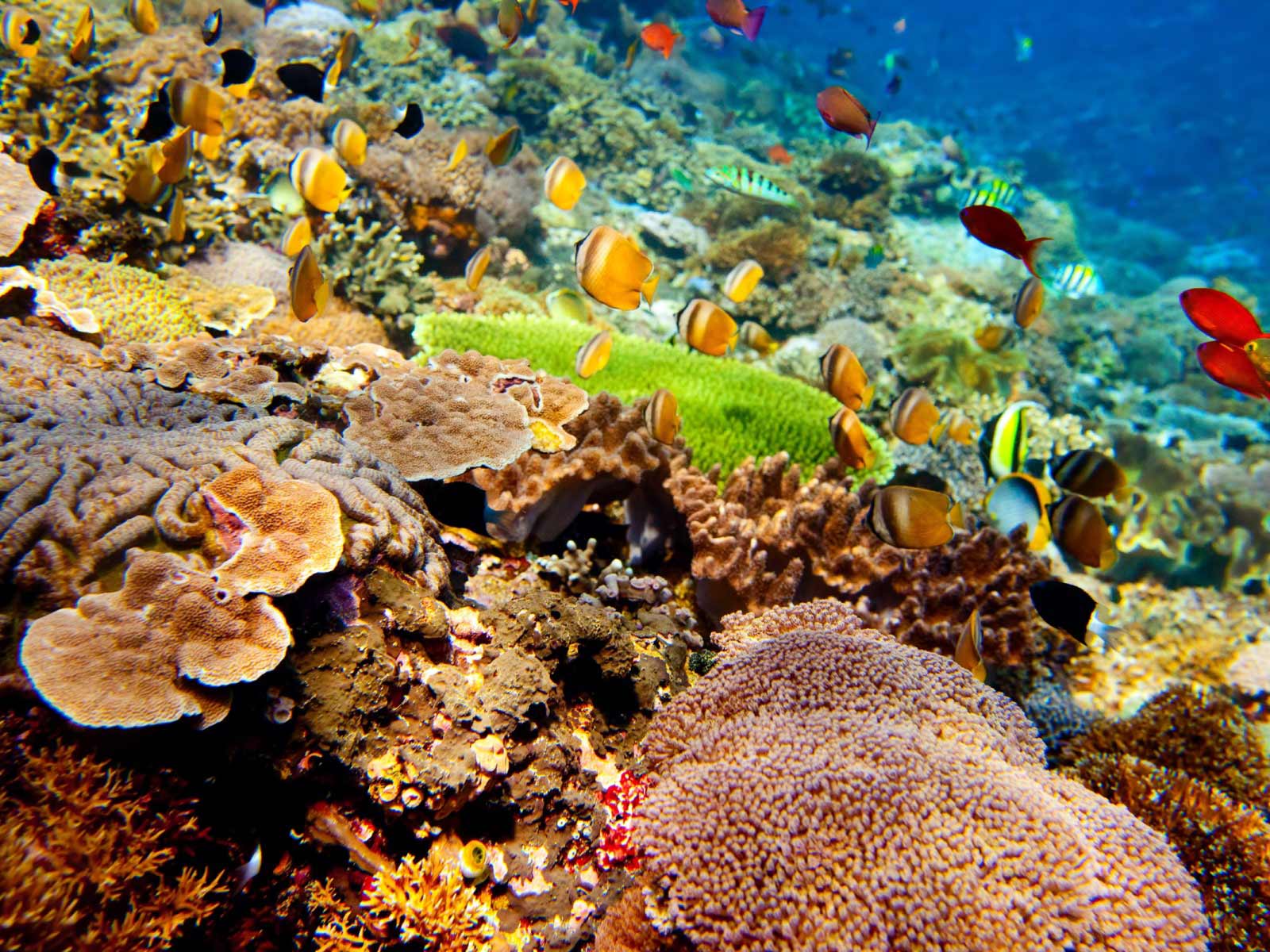rondreis bali pemuteran 4