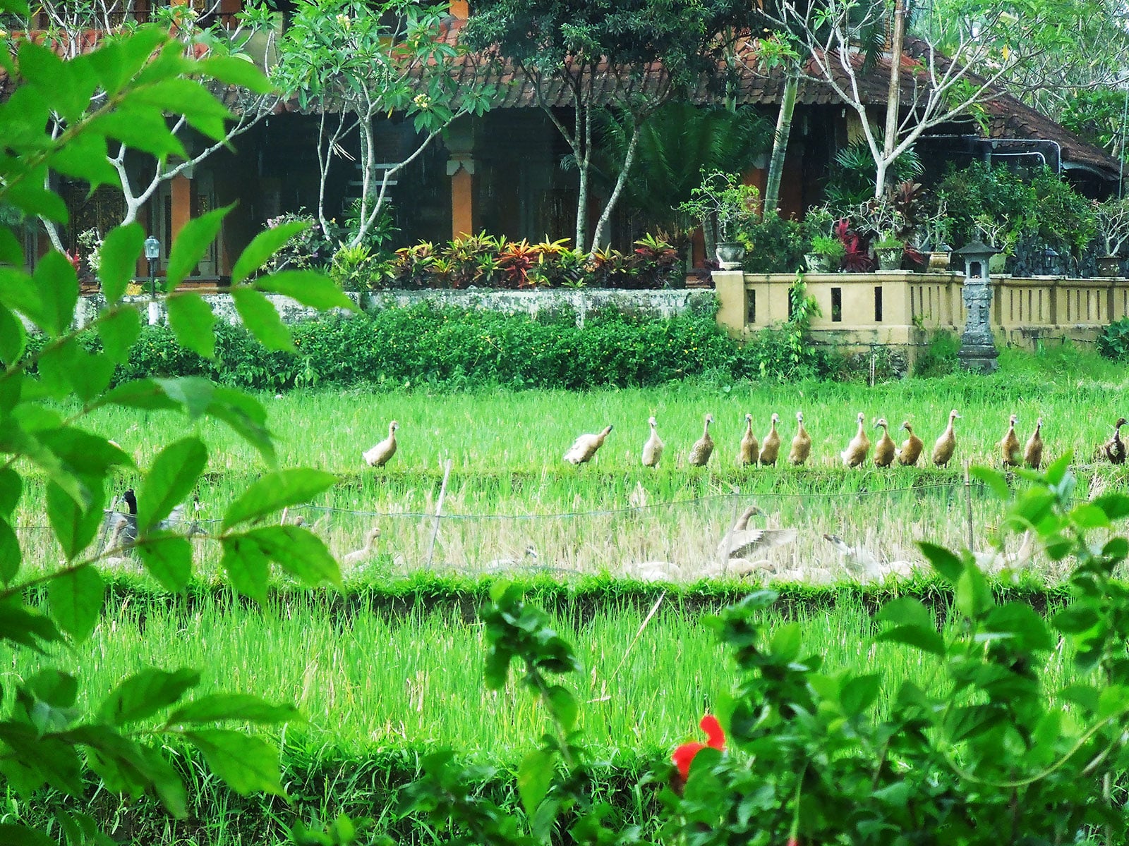 rondreis bali ubud hoogtepunt 27