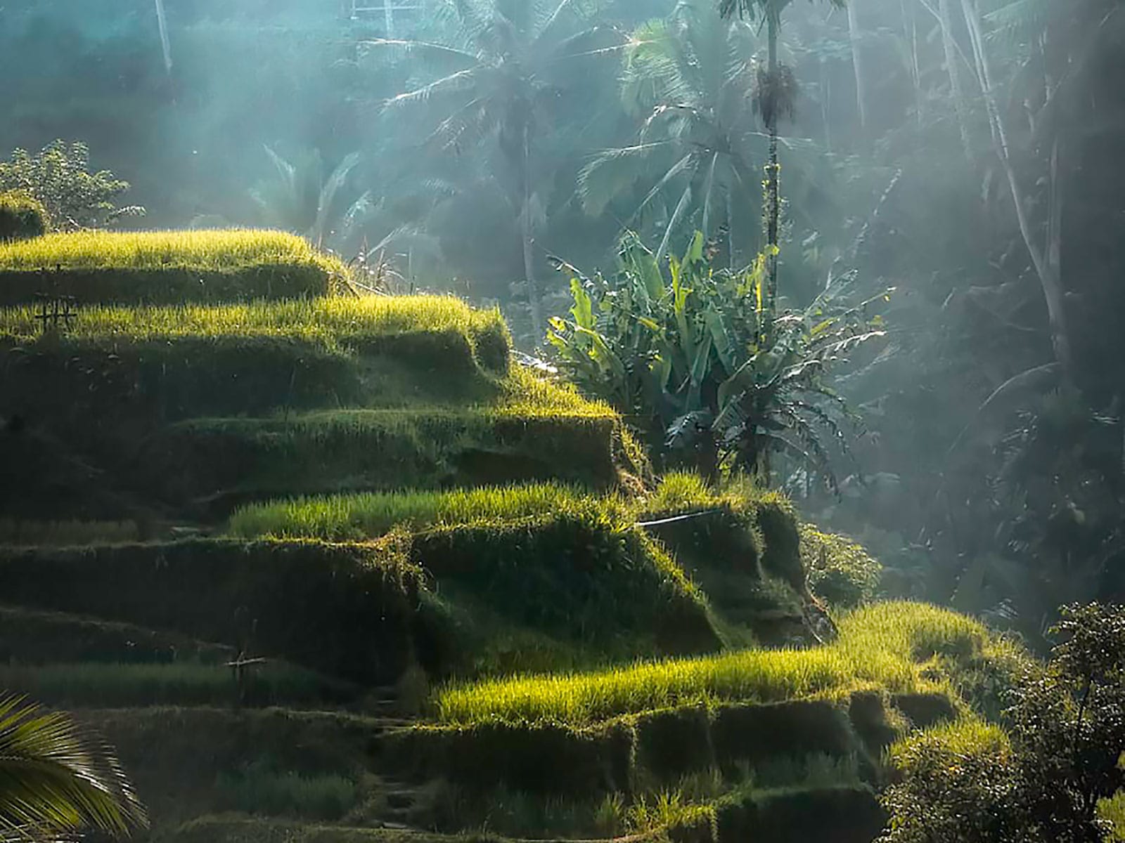 rondreis bali ubud hoogtepunt 36