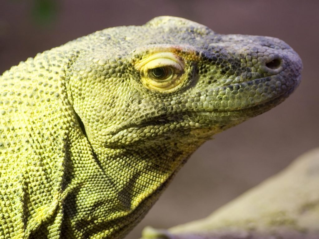 Flores, Komodo eilanden | Rama Tours