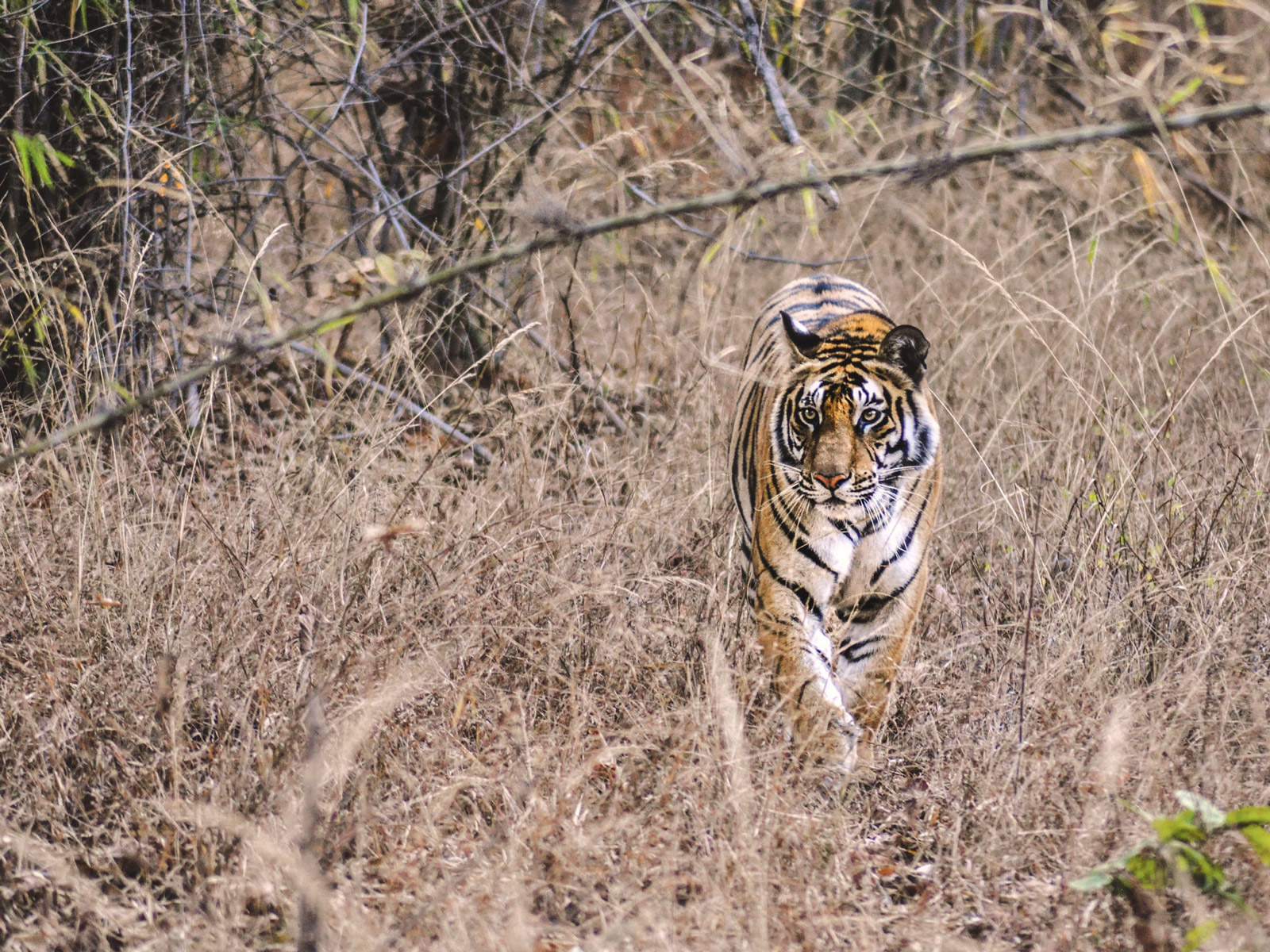 rondreis india bandhavgarh national park hoogtepunt 1