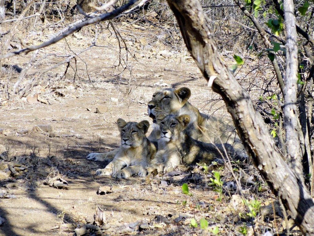 Gir National Park | Rama Tours