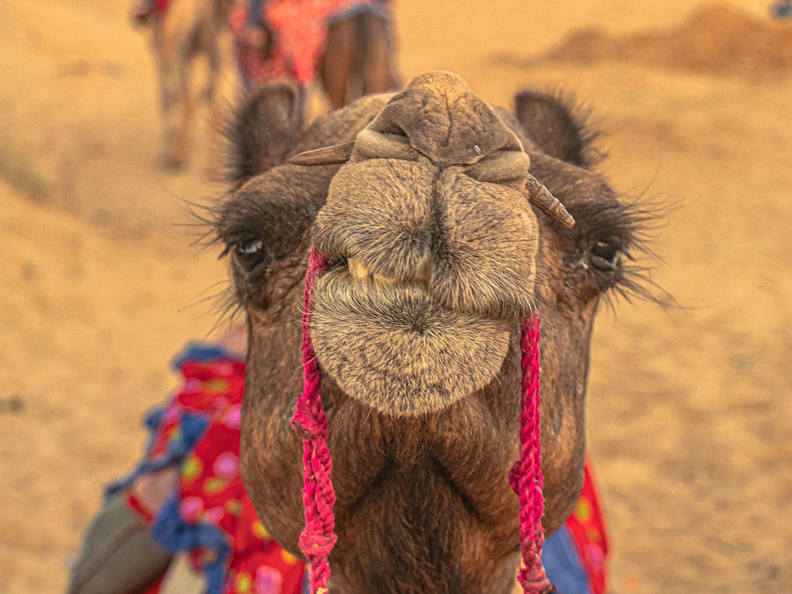 rondreis india jaisalmer hoogtepunt 17
