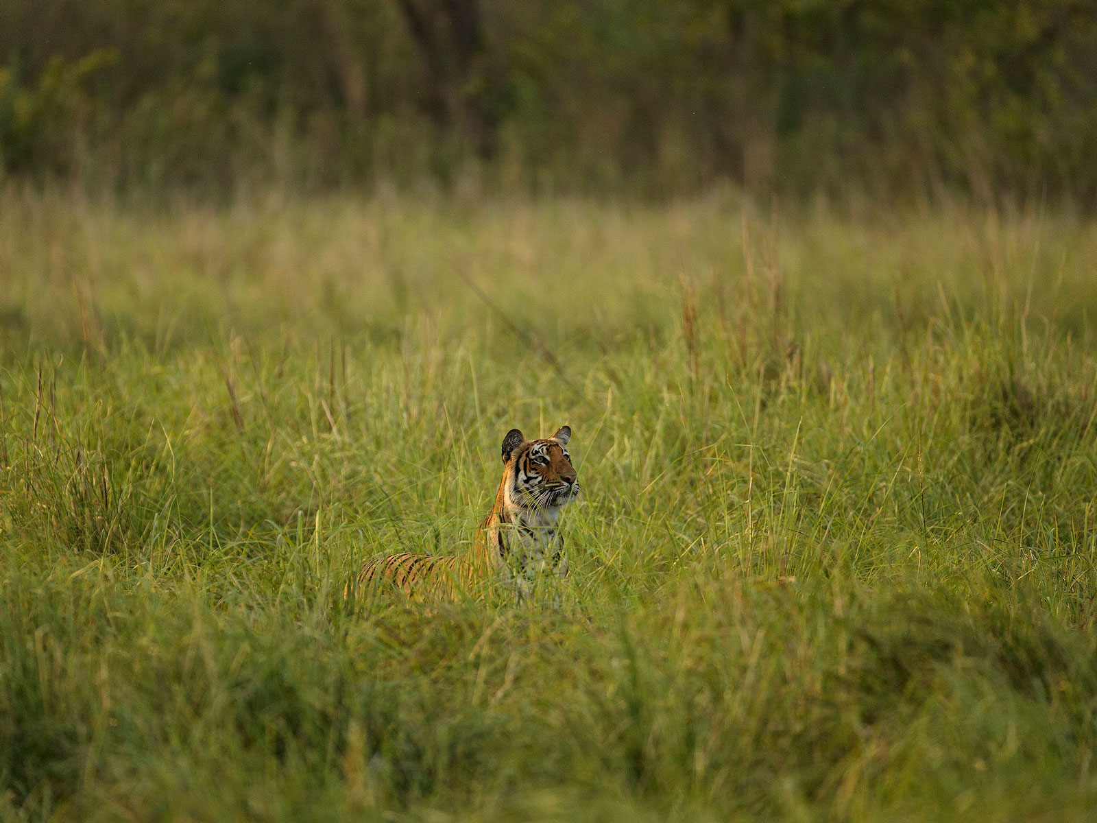 rondreis india jim corbett hoogtepunt 1