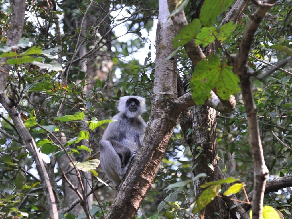 Jim Corbett National Park | Rama Tours