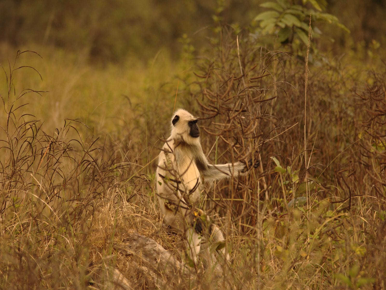 rondreis india kanha hoogtepunt 5