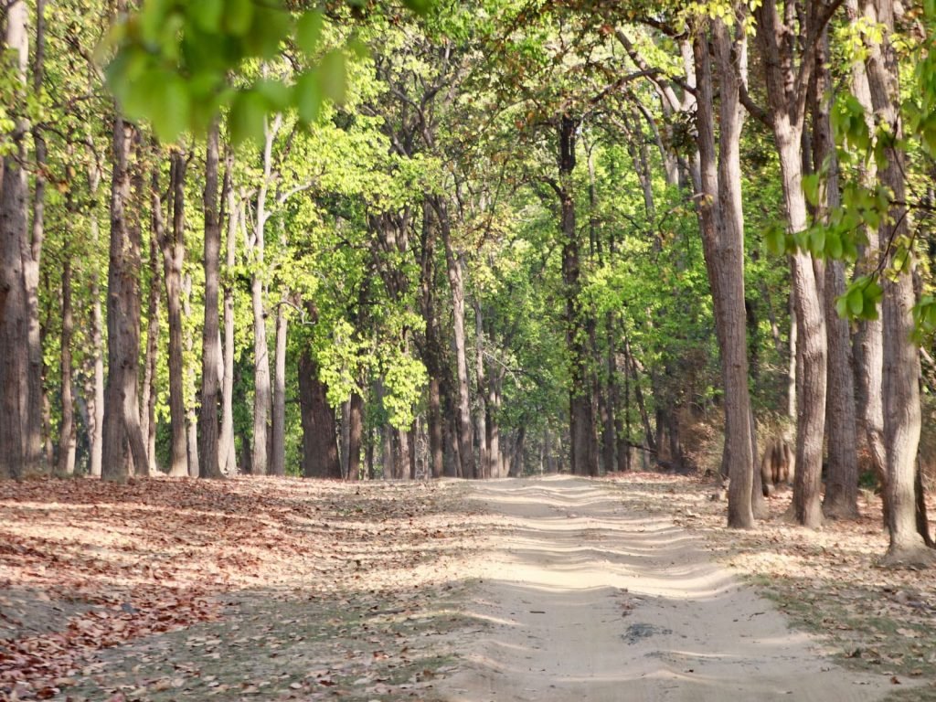 Kanha National Park | Rama Tours