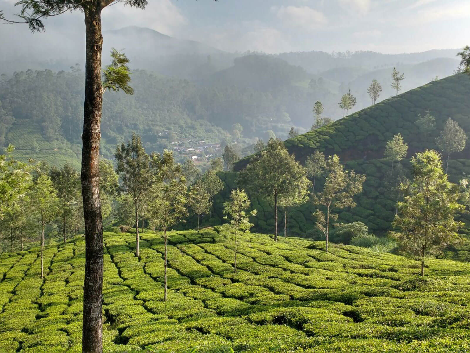 rondreis india munnar hoogtepunt 8