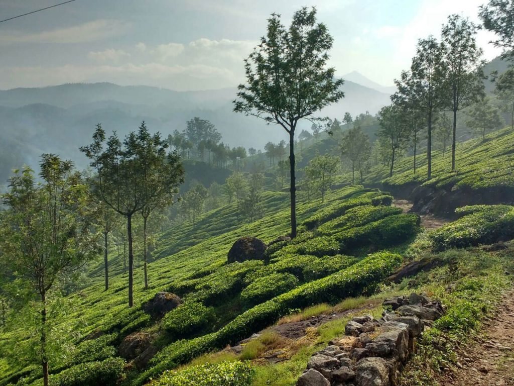 Munnar | Rama Tours