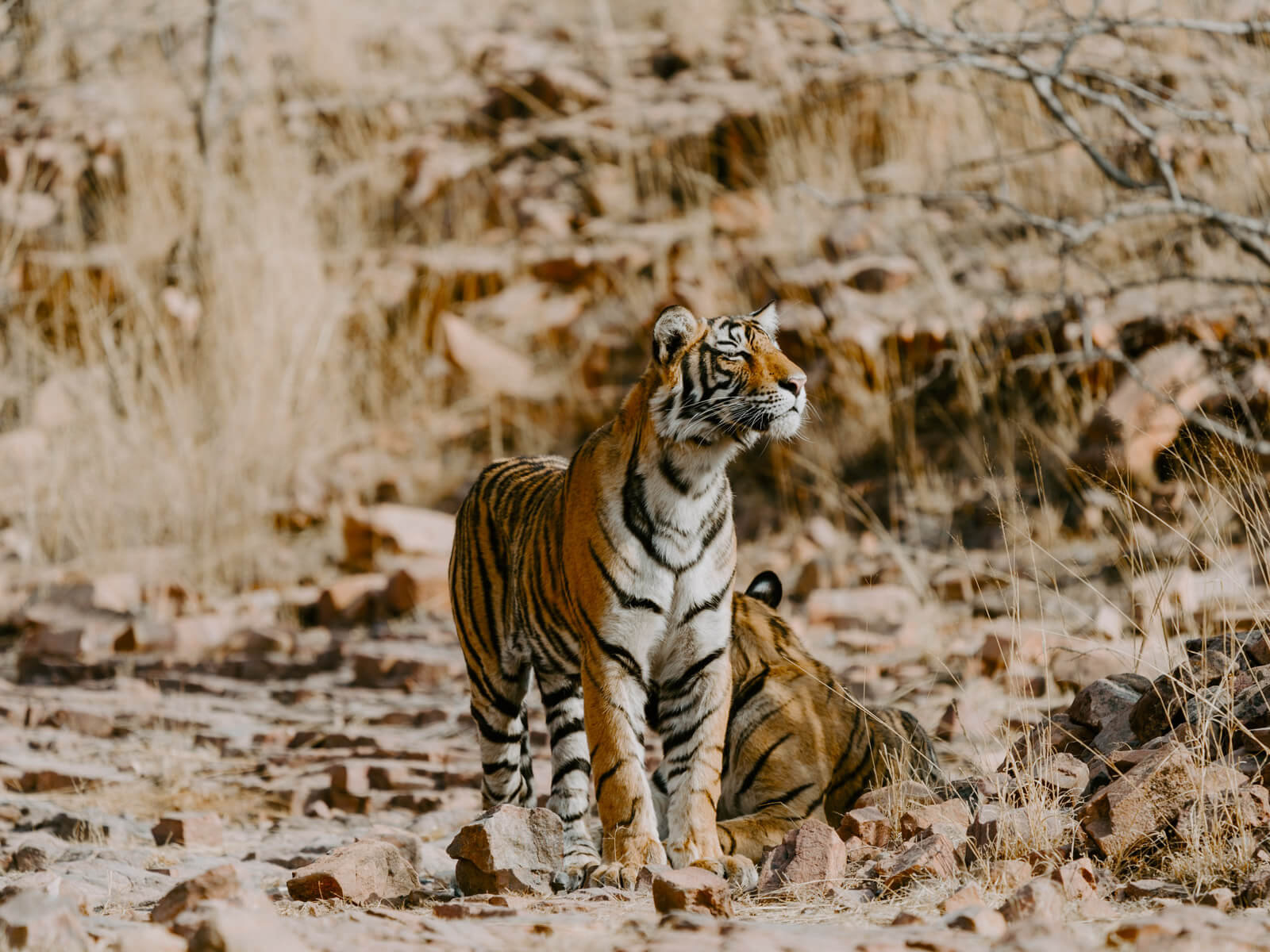 rondreis india ranthambore national park hoogtepunt 11