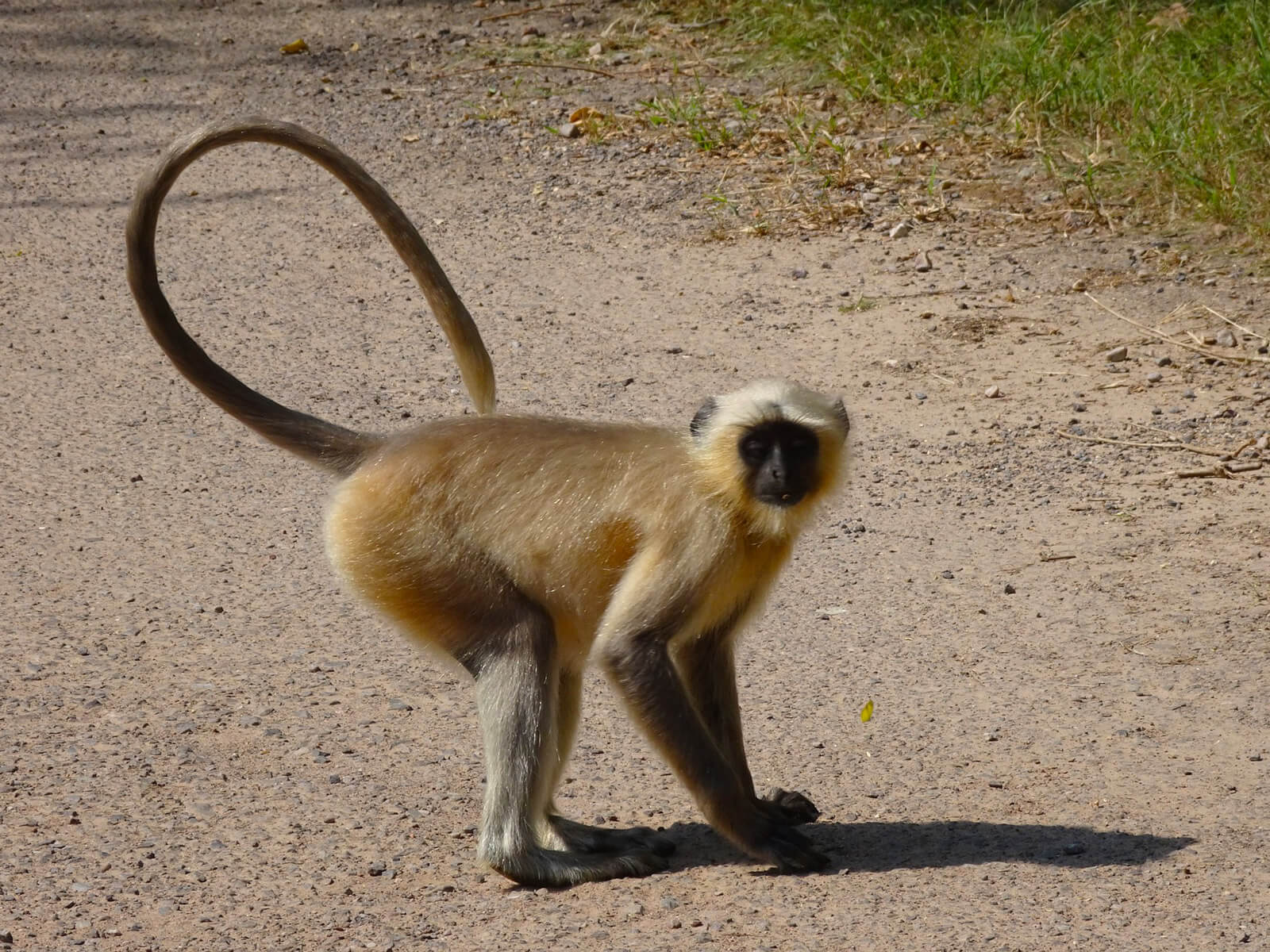 rondreis india ranthambore national park hoogtepunt 7