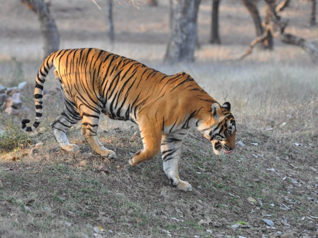 Ranthambore National Park | Rama Tours