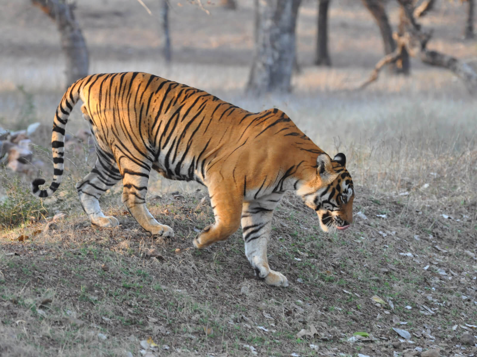 rondreis india ranthambore national park hoogtepunt 8