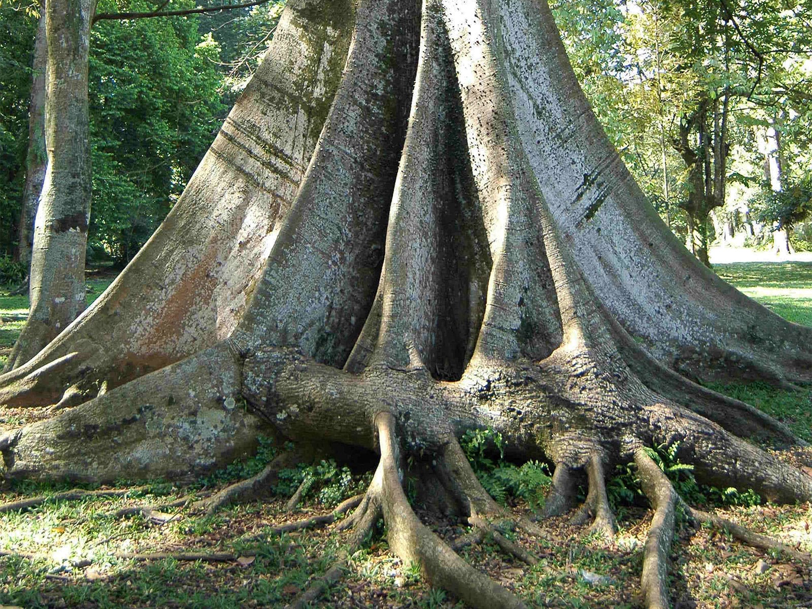 rondreis java bogor hoogtepunt 16 botanische tuin