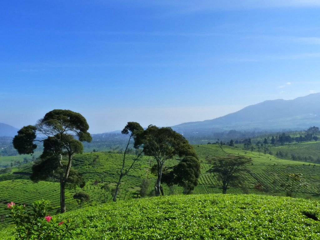 Malabar (Pangalengan) | Rama Tours