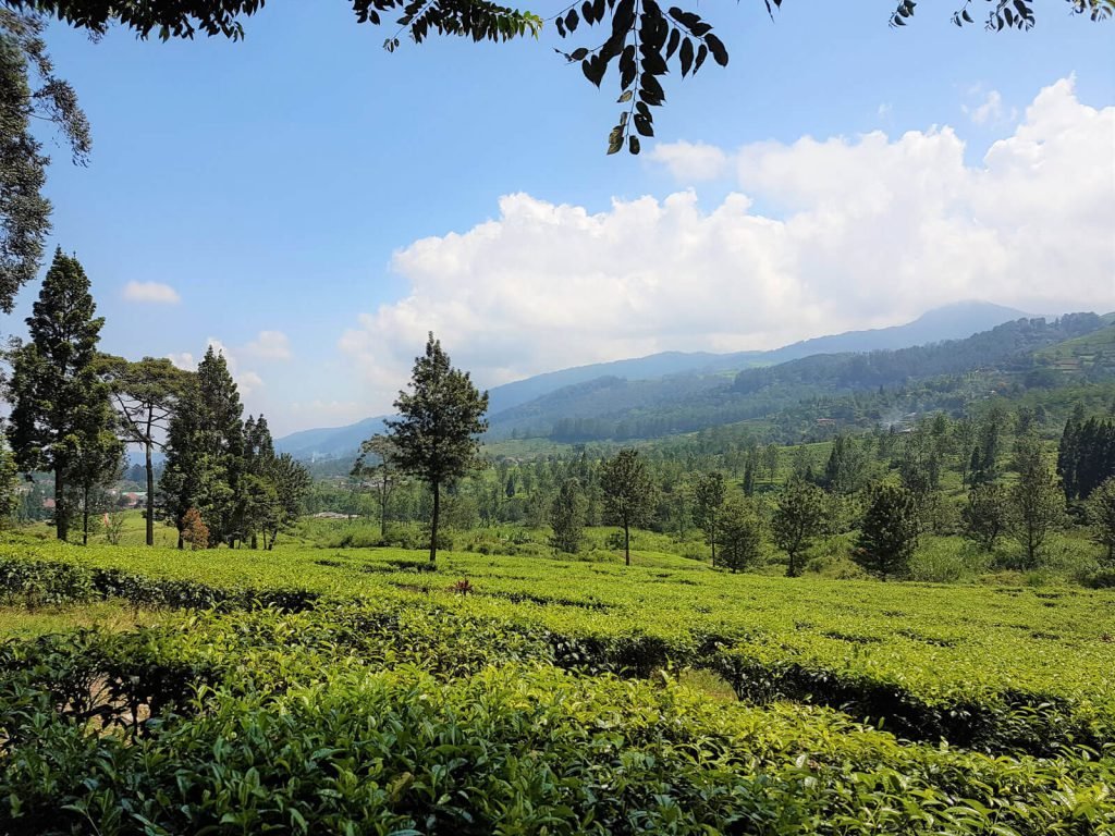 Puncak Pas | Rama Tours