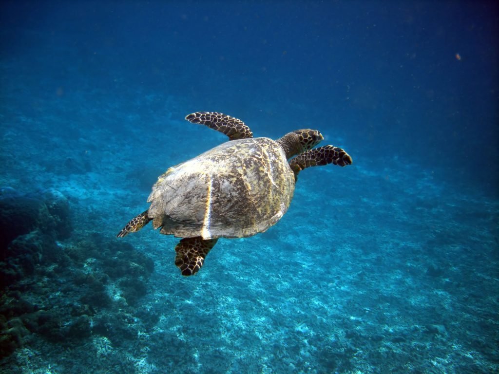 Hoogtepunten | Rama Tours