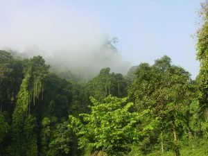rondreis maleisie sabah danum valley hoogtepunt 12