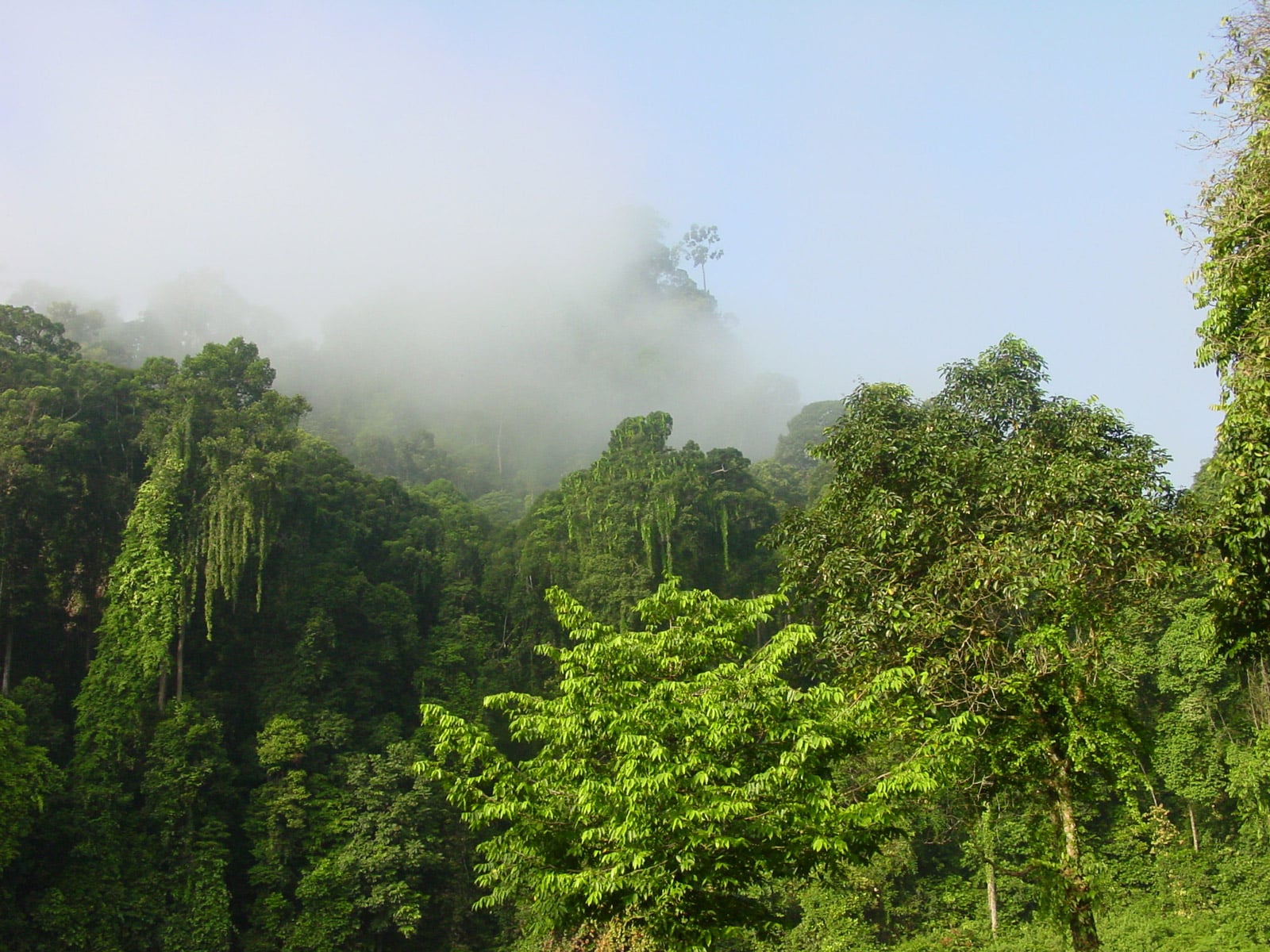 rondreis maleisie sabah danum valley hoogtepunt 12