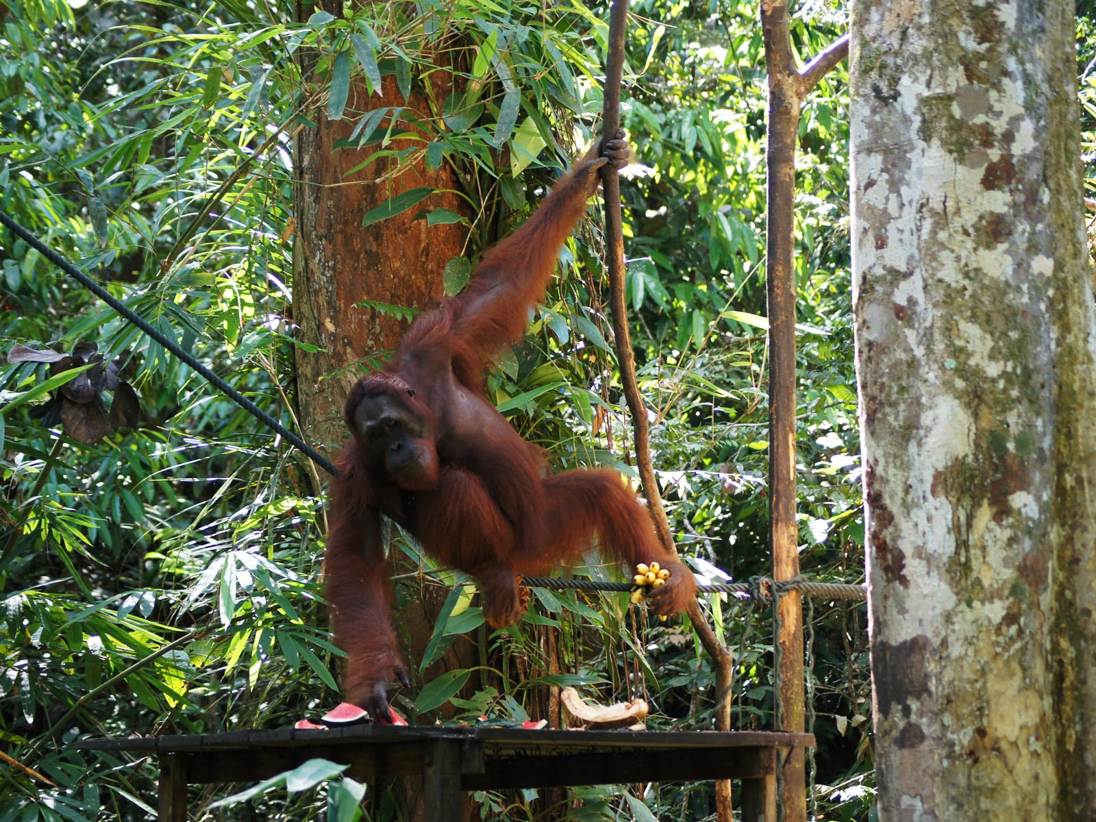rondreis maleisie sarawak semenggoh hoogtepunt 8
