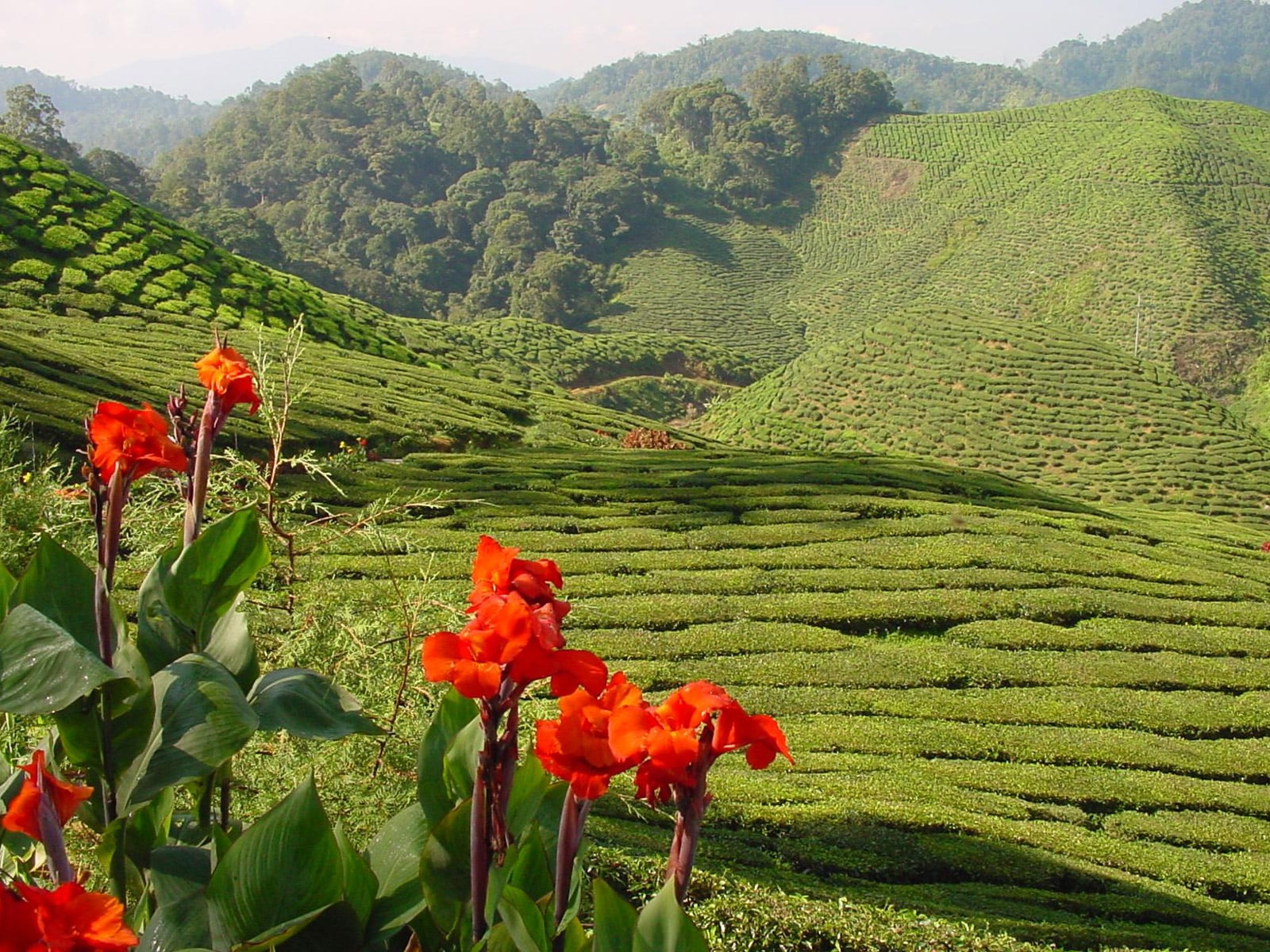 rondreis maleisie west-maleisie cameron highlands hoogtepunt 6