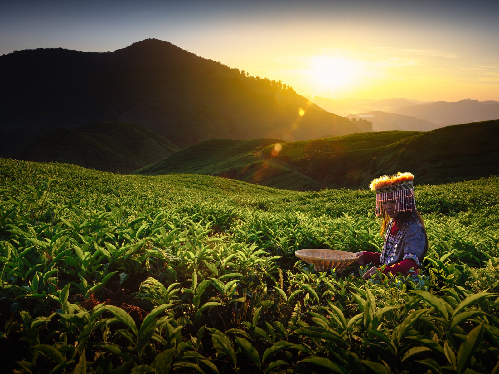 rondreis maleisie west-maleisie cameron highlands hoogtepunt 7