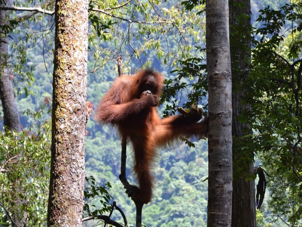 rondreis sumatra bukit lawang 1
