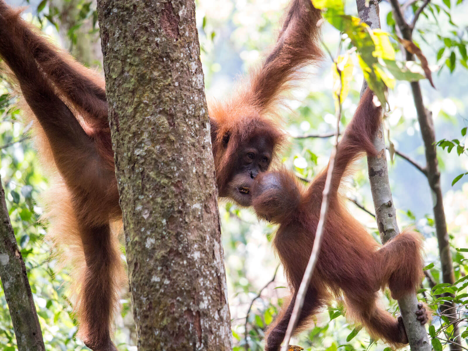 rondreis sumatra bukit lawang 13