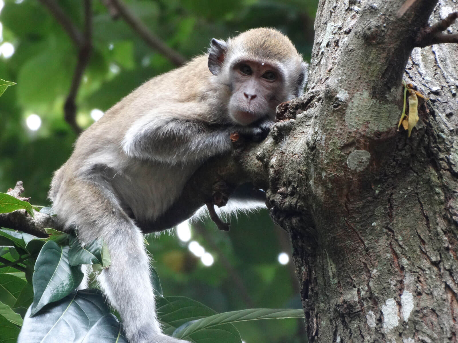 rondreis sumatra bukit lawang 15