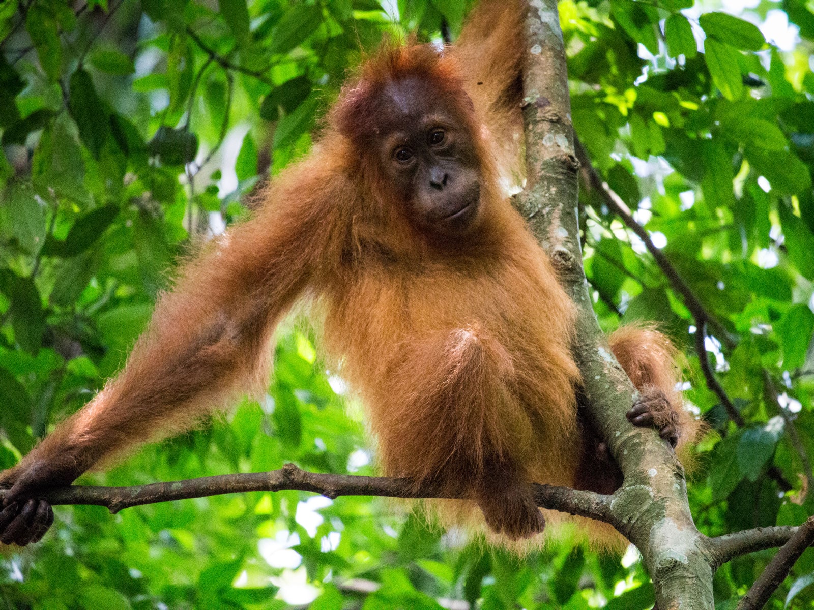rondreis sumatra bukit lawang 3