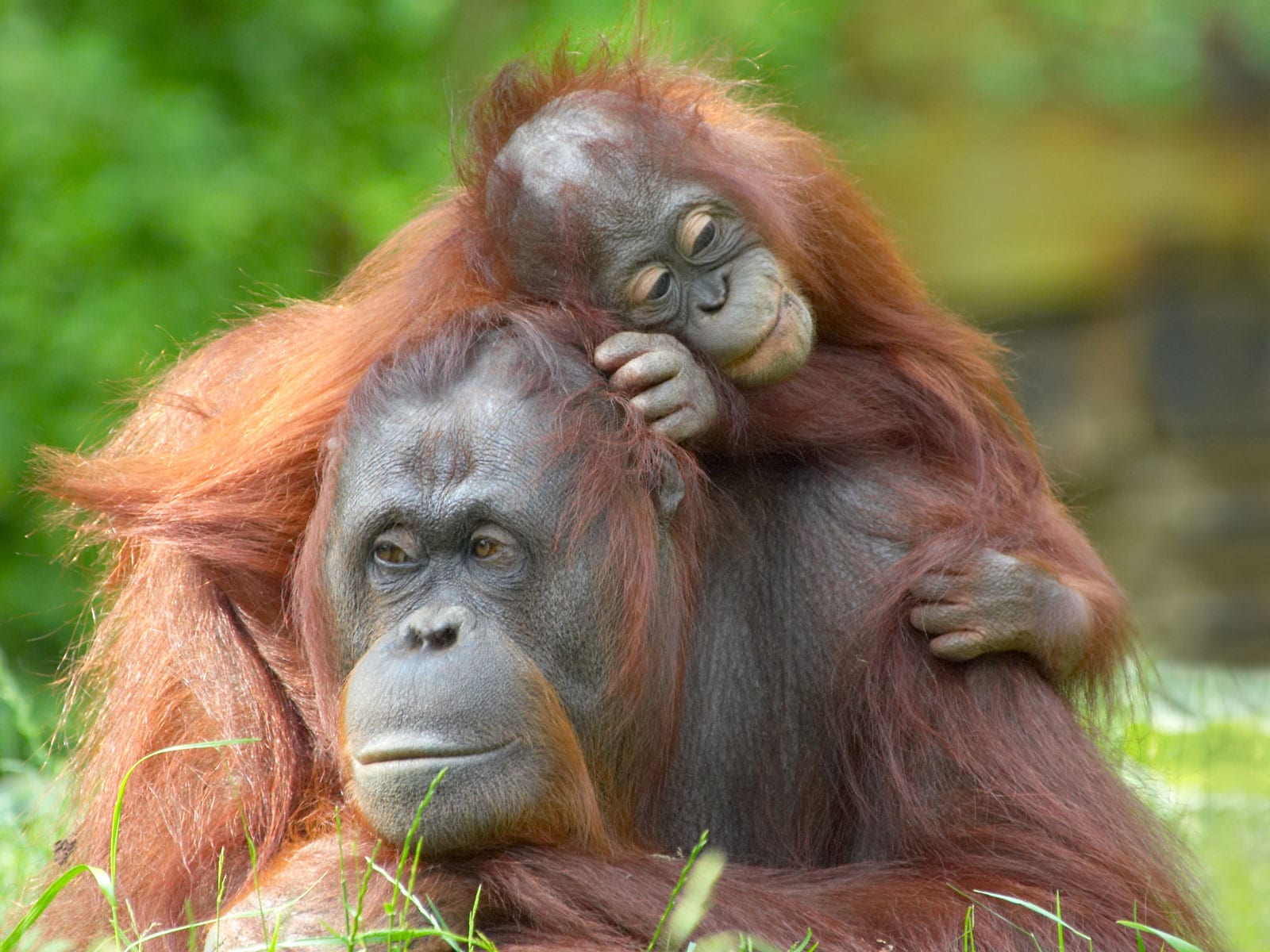 rondreis sumatra bukit lawang 7